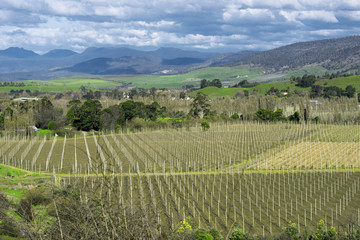 Fototapeta na wymiar Farming field in Tasmania, Australia during the daytime.