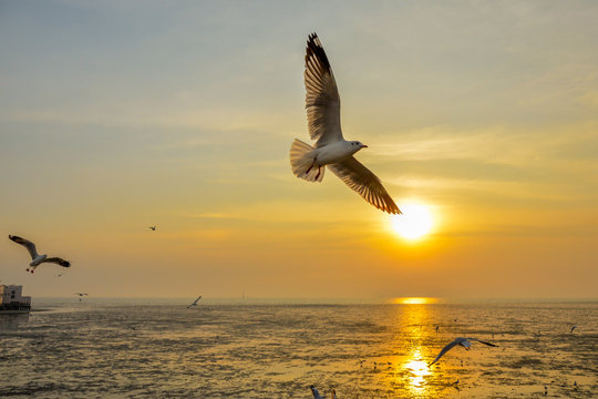 Seagull bangpoo