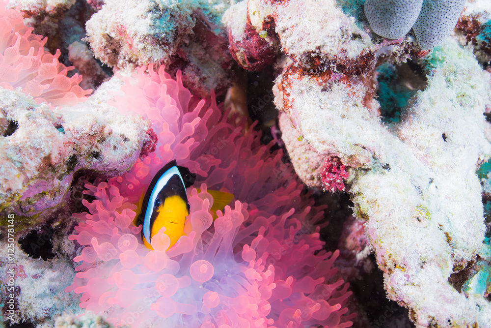 Sticker Anemonefish