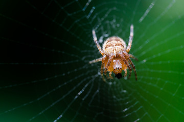 Spider waiting on web