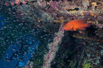 Grouper and Luminous cardinalfish in Underwater Wreck