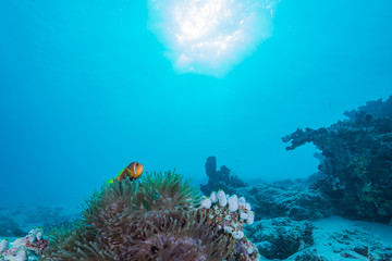 Maldives Anemonefish