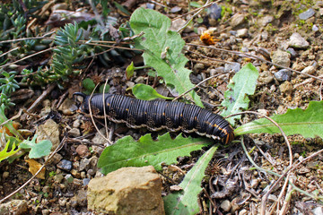 Oruga de la mariposa esfinge de la correhuela (Agrius convolvuli)