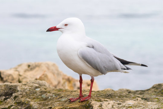 Silver Gull on Rottnest Island