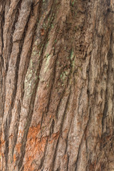 Tree logs at the Aclimacao Park in Sao Paulo