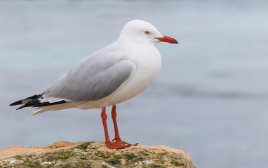 Silver Gull on Rottnest Island