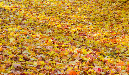 Lawn is completely covered with fallen leaves