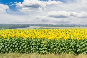 Fototapeta premium Field of sunflowers against the sky