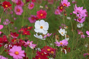 cosmos flowers