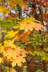 Branch of autumn maple in the forest