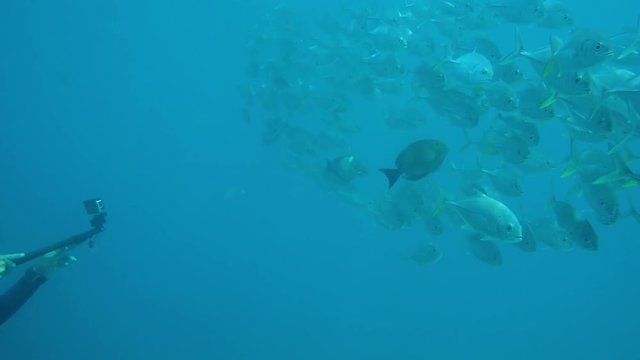 Scuba Diver taking Video from Fish Shoal