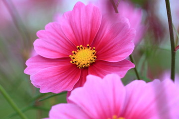 Obraz premium cosmos flowers