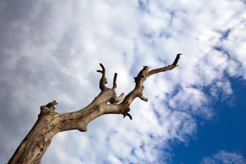 dry branch wood with cloudy sky.