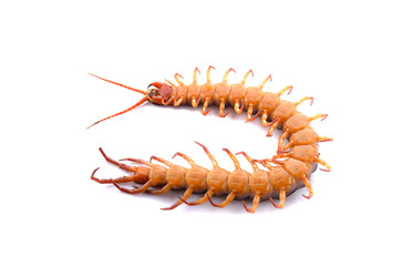 centipede isolated photography on a white background