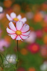 cosmos flowers