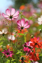 cosmos flowers
