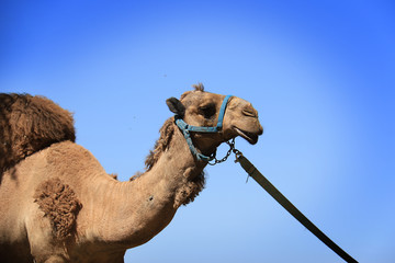 Camel
