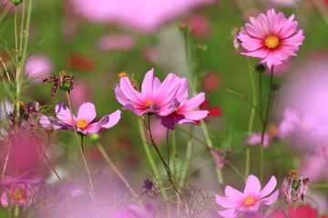 cosmos flowers