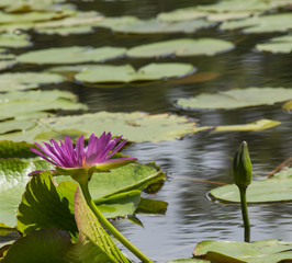 Purple lotus or water lily. in pond.