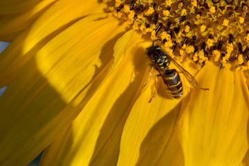 bee collects pollen on a flower sunflower