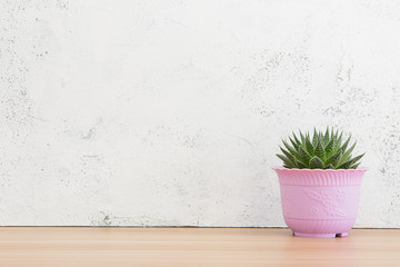 Potted plants on wooden desk