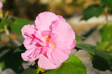 Hibiscus mutabilis flower or Confederate rose flower or Dixie rosemallow flower or the cotton rosemallow flower