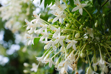 Millingtonia hortensis flower or tree jasmine flower or Indian cork tree flower