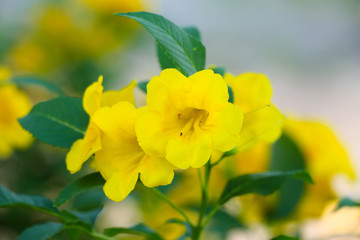 Obraz na płótnie Canvas Tecoma stans flower or yellow trumpetbush flower or yellow bells flower or yellow elder flower or ginger-thomas flower