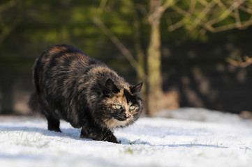 Obraz na płótnie Canvas cat running in the snow
