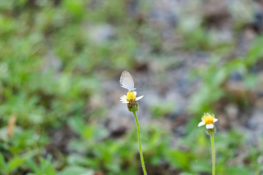 small butterfly on grass folwer