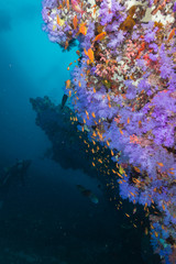 Fototapeta na wymiar Colorful Coral