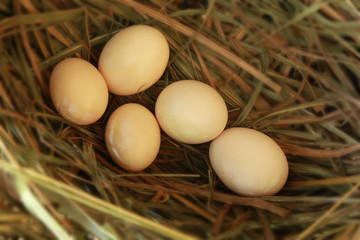 eggs in nest