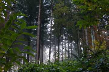 Flüchtiger Nebel im Wald