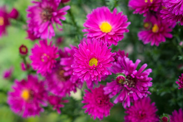 Fototapeta premium Aster flowers bloom in the garden. Selective focus.