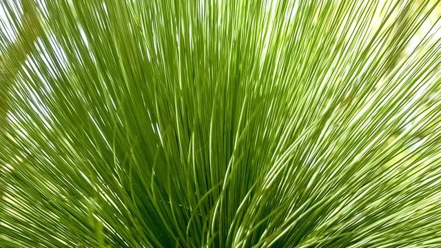 Fan like shape of grass tree spikes moving gently in wind, slow motion 30p