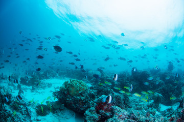 Fototapety na wymiar - Fototapeta24.pl