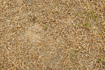 dry grass