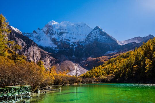 Autumn tree color and Pearl Lake yading with Holy Snow Mountain in Yading national reserve at Daocheng County, in the southwest of Sichuan Province, China.