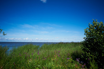 Fototapeta na wymiar The beach , the overgrown green grass. Deep blue sky