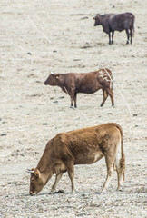 Fototapeta premium Bulls in a farm