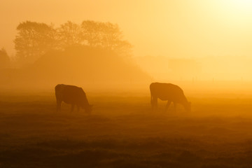 Fototapeta na wymiar two cows in a foggy field