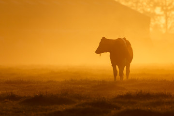one cow on a foggy field