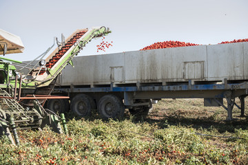 Harvester collects tomatoes