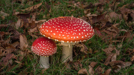 red magic mushrooms with Fall season backgrounds