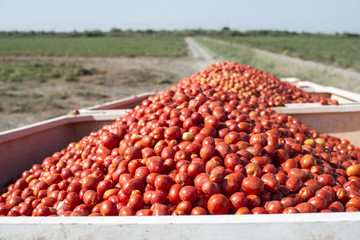 Harvester collects tomatoes in trailer