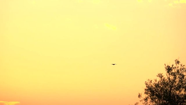 One bird flying alone in a sunset sky. Nature background with wildlife in slow motion.