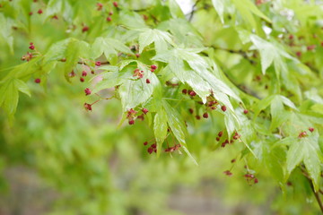 Green maple leaves