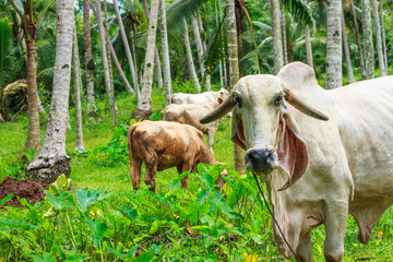 Thai cow in field with fog at local village