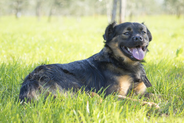 
happy dog resting in the meadow 