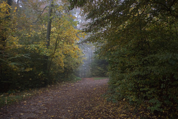 Fototapeta premium Morgennebel